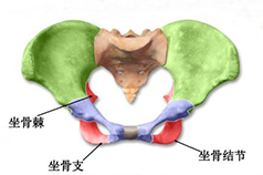 盆底康復(fù)知識科普，你的健康你做主