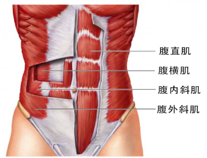 【產(chǎn)后恢復(fù)】跟腹直肌分離有關(guān)的肌肉有哪些呢？