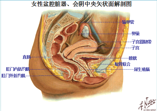產(chǎn)后盆底康復(fù)|女性盆底主要脹器有哪些？