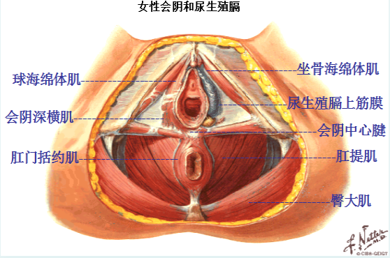 產(chǎn)后盆底修復(fù)，為什么產(chǎn)后的女性需要做盆底肌康復(fù)？