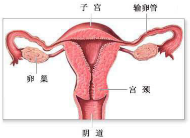 哪些原因會導(dǎo)致陰道松弛？