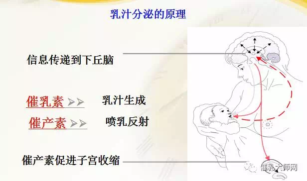 母乳成分分析之前，先搞清楚乳汁分泌的的原理