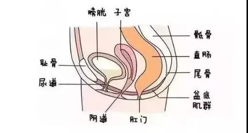 齊全的盆底肌修復(fù)儀器知識，講解醫(yī)院間不曾知道的盆底肌修復(fù)