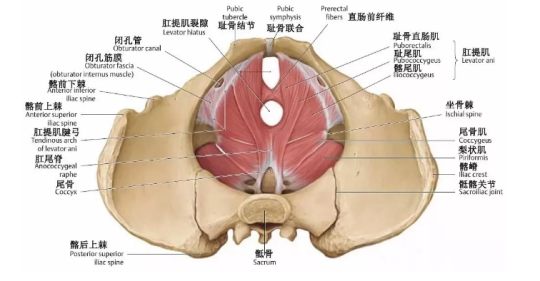 盆底肌康復(fù)治療有用嗎？專(zhuān)家表示，注重方法