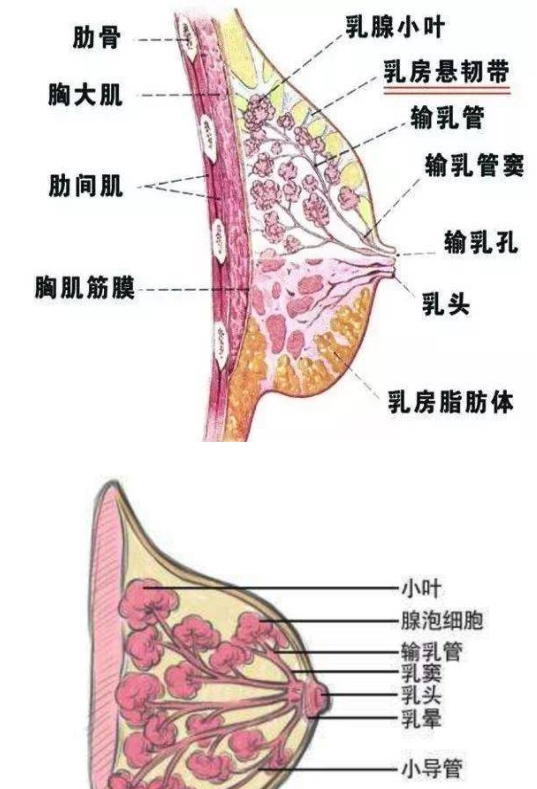 母乳喂養(yǎng)是否正常，需要稍微了解一下乳房的功能