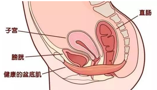 除了腹直肌修復，盆底康復也得重視，恢復好身材