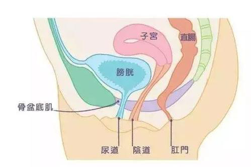 盆底肌修復儀器|產(chǎn)后盆底肌修復的知識，你了解多少？