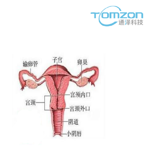 關(guān)注產(chǎn)后女性健康，子宮修復儀器的重要性