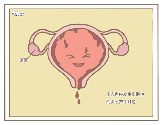 盆底康復治療儀 盆底康復治療儀可以保護女性私密領地的天然防線嗎？